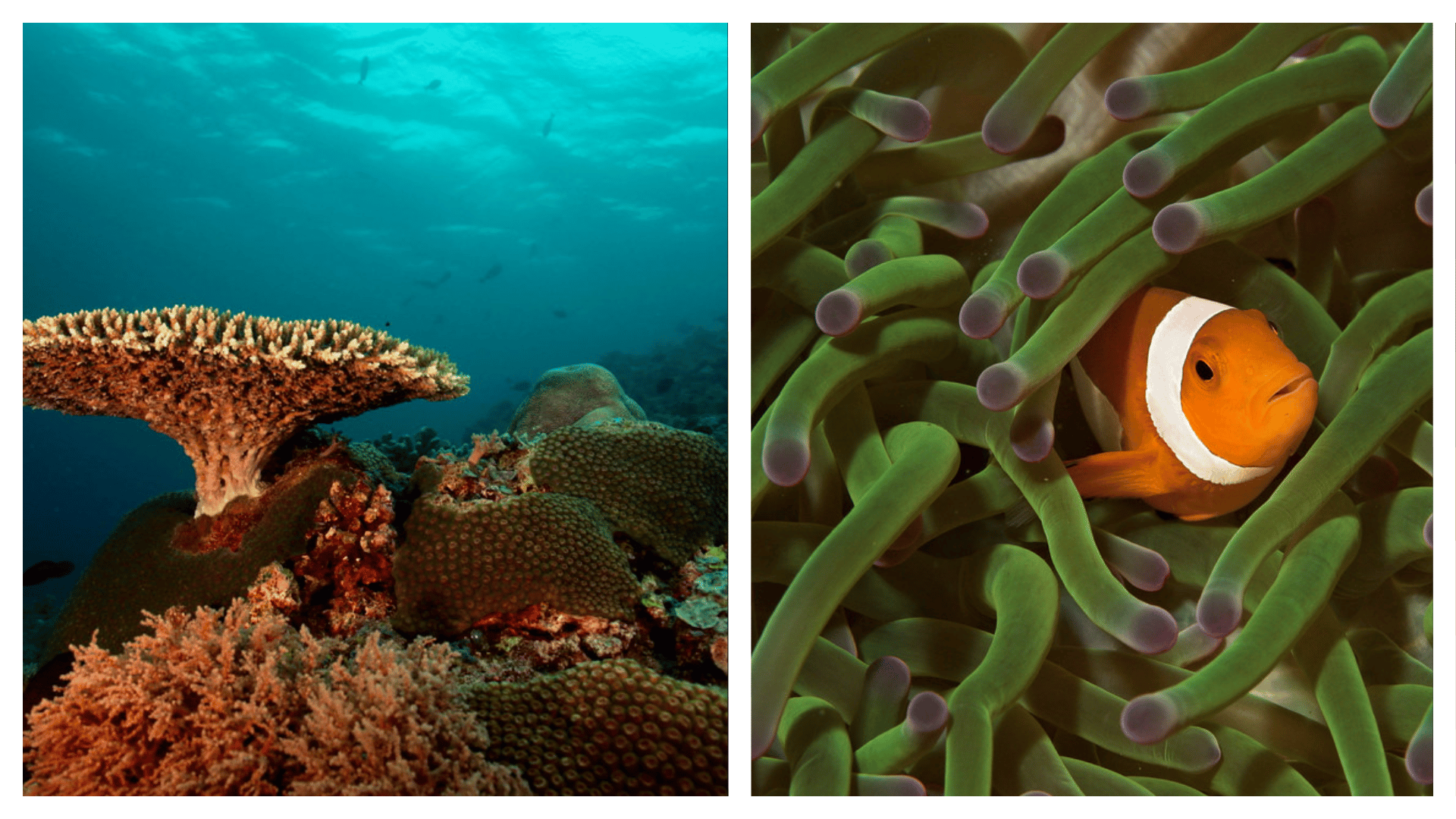 10 BEST diving spots in the PHILIPPINES