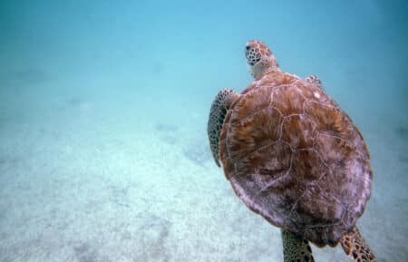 Where To SWIM With TURTLES In EUROPE The 10 Best Spots where-to-swim-with-turtles-in-europe-the-10-best-spots