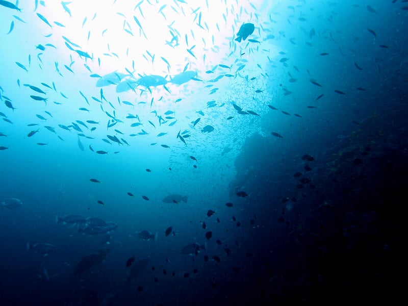 Similian Islands is the best place for diving in Thailand.