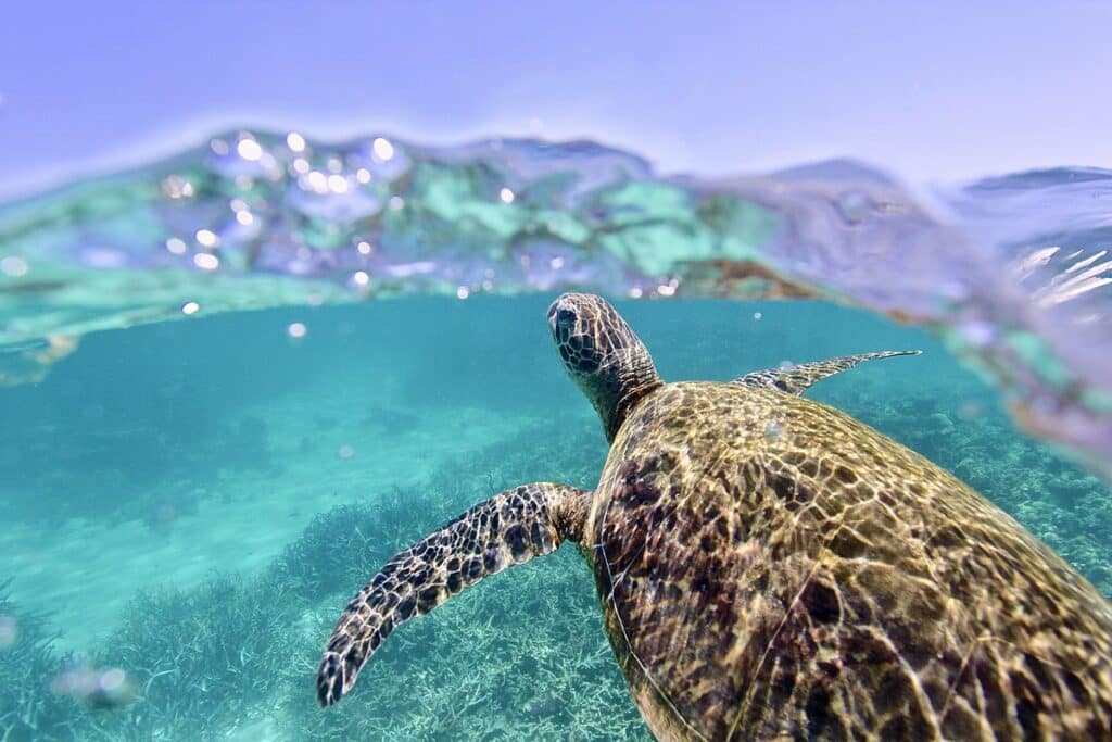 Ningaloo Reef is an untouched turtle habitat.