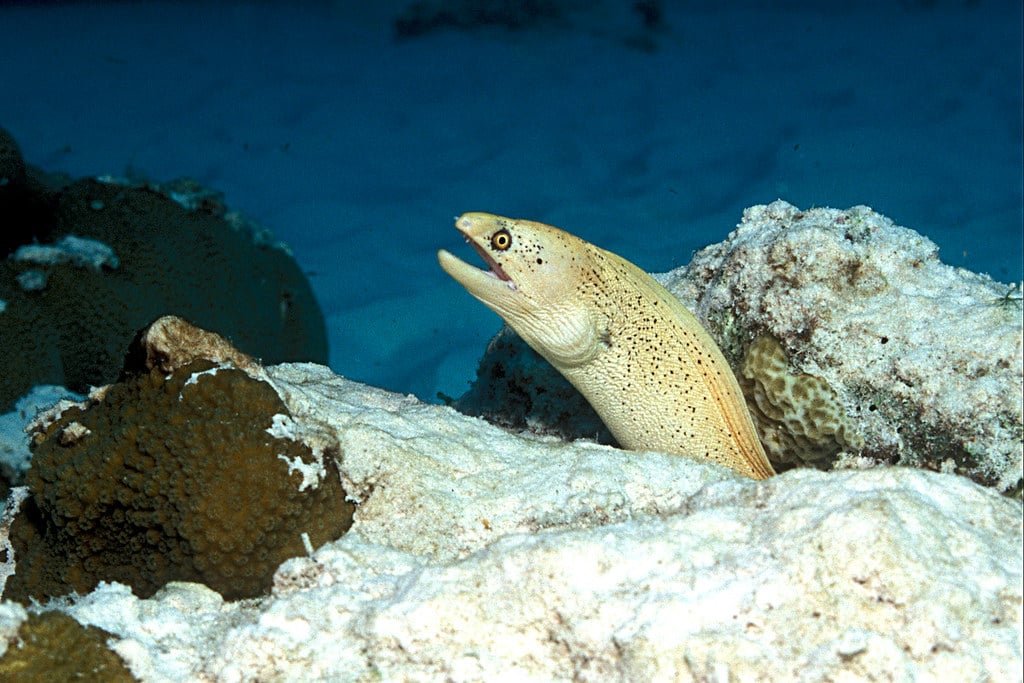 Bonaire Reef is one of the most beautiful coral reefs.