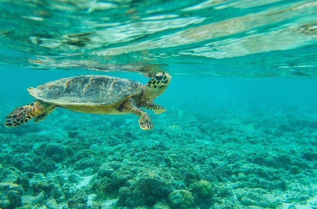 Cocos Island is a UNESCO World Heritage Site.