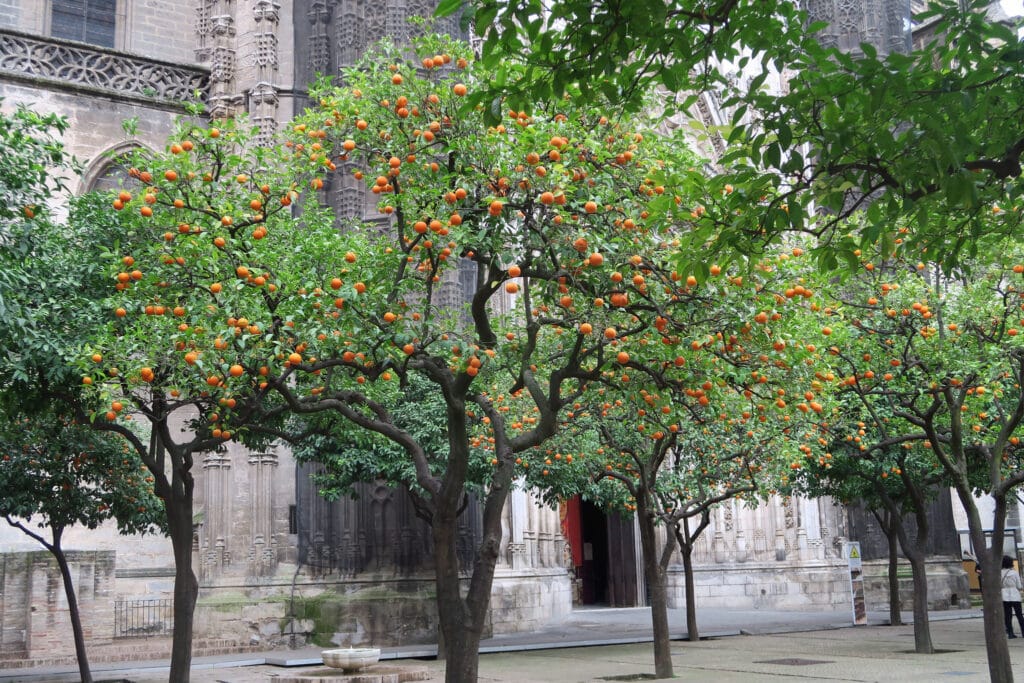 The Patio de los Naranjos is a place with a rich history.