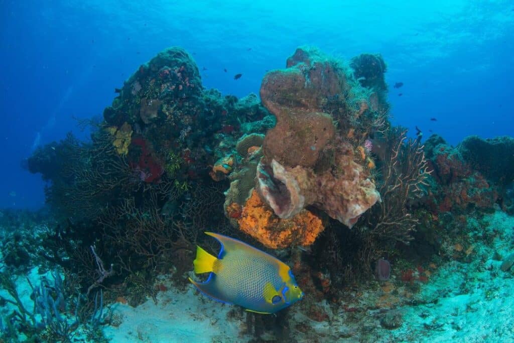 Palancar is one of the most beautiful coral reefs.