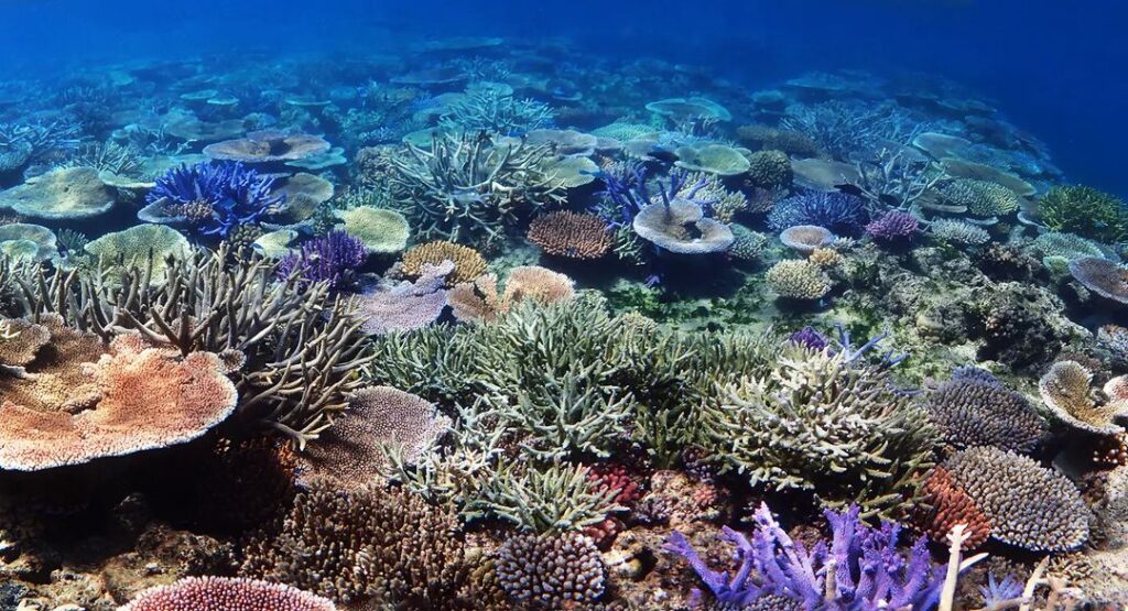 The Great Barrier reef is the largest reef system.