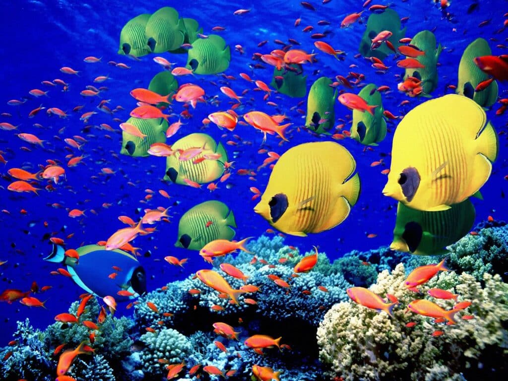 Read Sea Coral Reef is one of the most beautiful coral reefs.