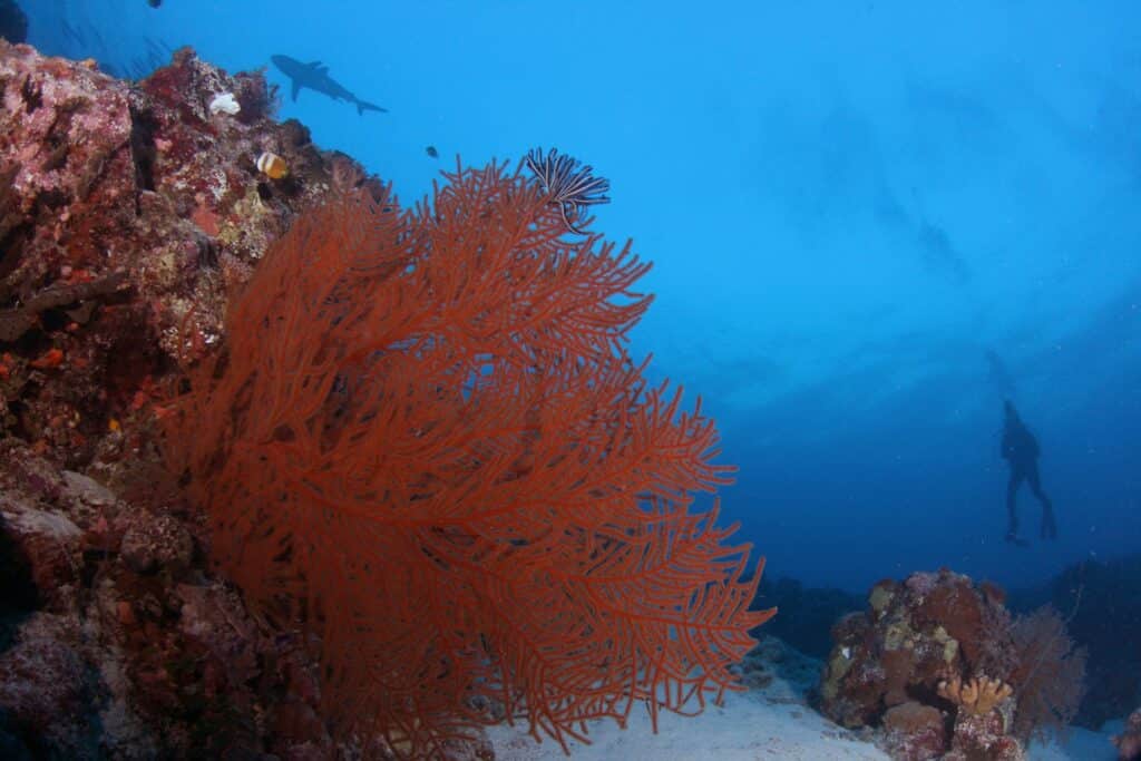 Palau Coral Reef is one of the most beautiful coral reefs.