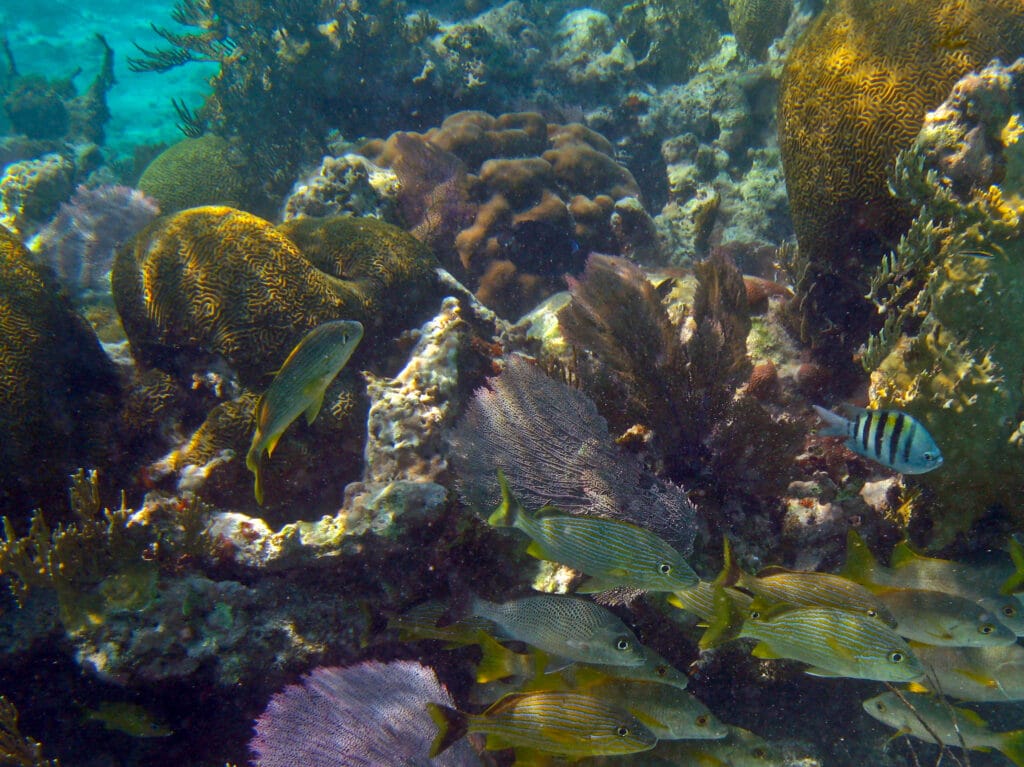 Belize Barrier Reef is one of the most beautiful coral reefs.