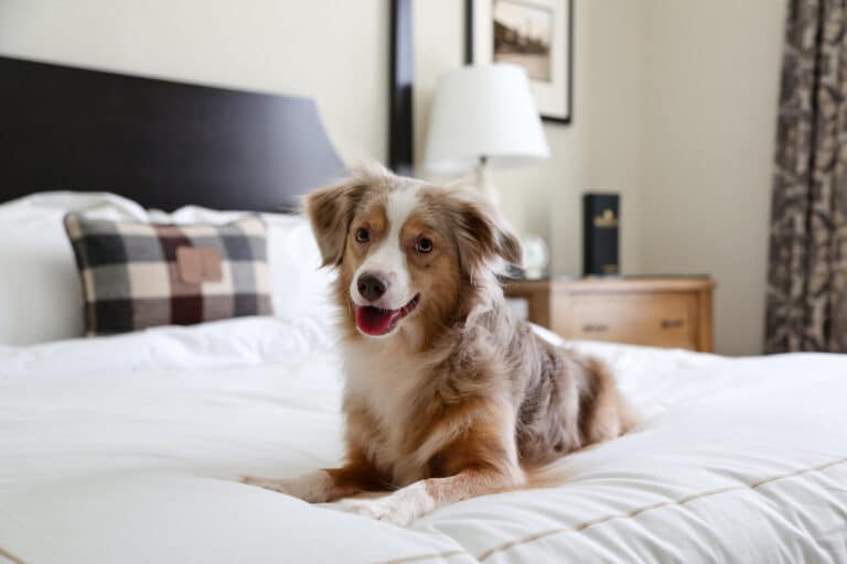 Top 10 DOGFRIENDLY hotels in the Cotswolds