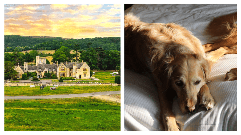 Top 10 DOG-FRIENDLY hotels in the Cotswolds.