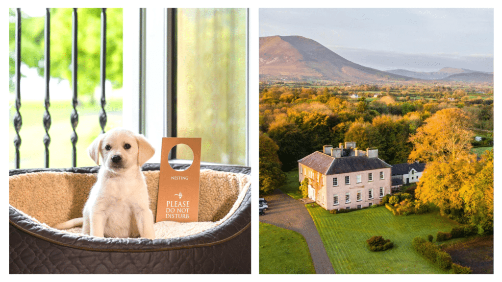 Top 10 BEST pet-friendly hotels in IRELAND.