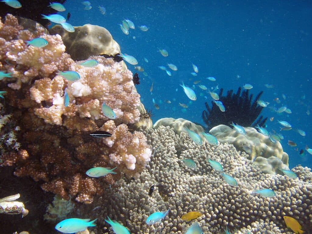 Raja Ampat has extensive biodiversity.