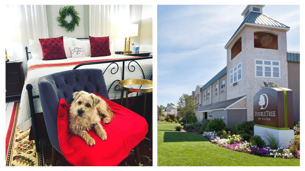 Top 10 dog-friendly HOTELS in CAPE COD.
