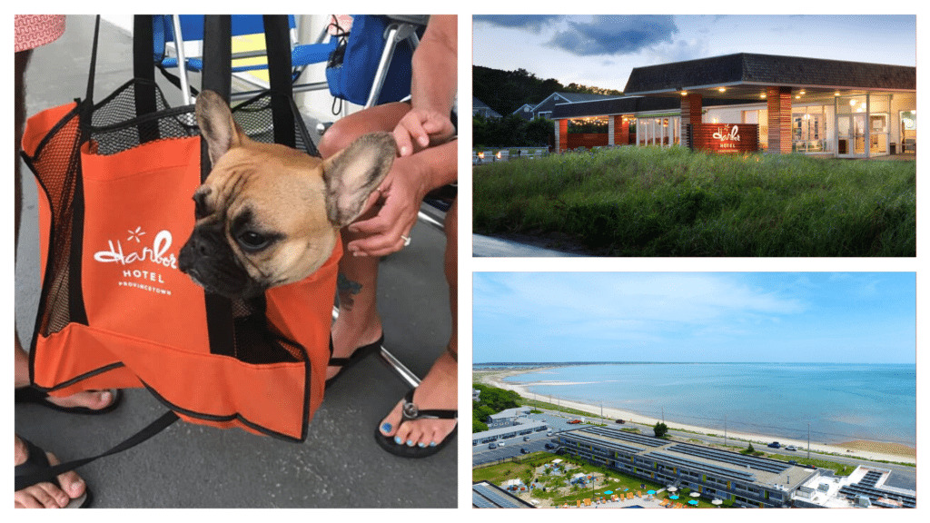 Harbor Hotel is one of the best dog-friendly hotels in Cape Cod.