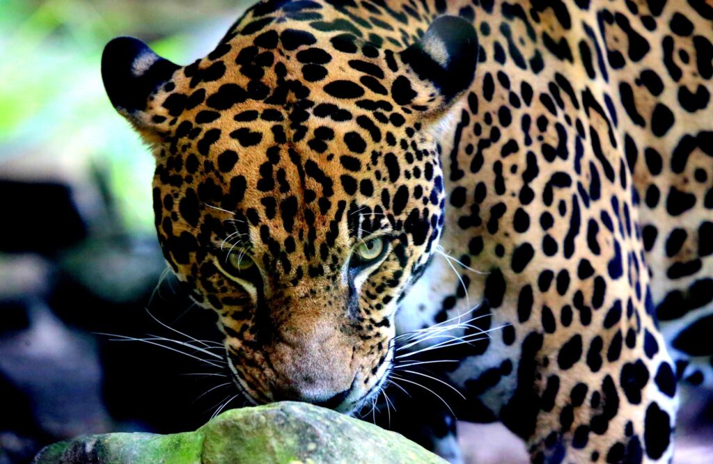 Jaguars are native to South America.