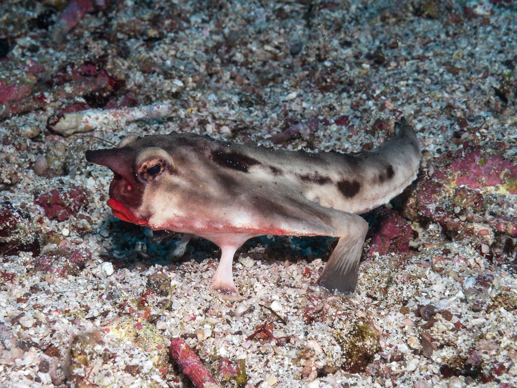 10 rarest and weirdest deep-sea species.