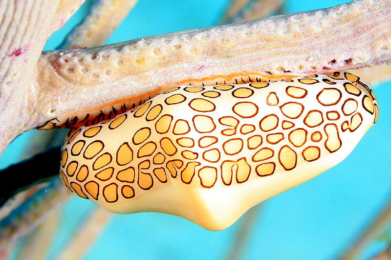 The flamingo tongue snail is not your average snail.