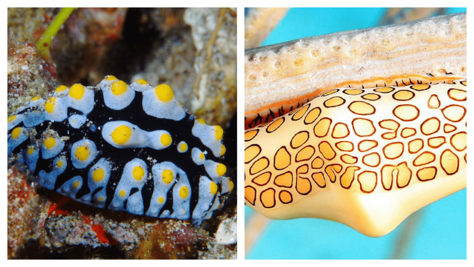Sea Fun 10 RAREST and WEIRDEST deep-sea species