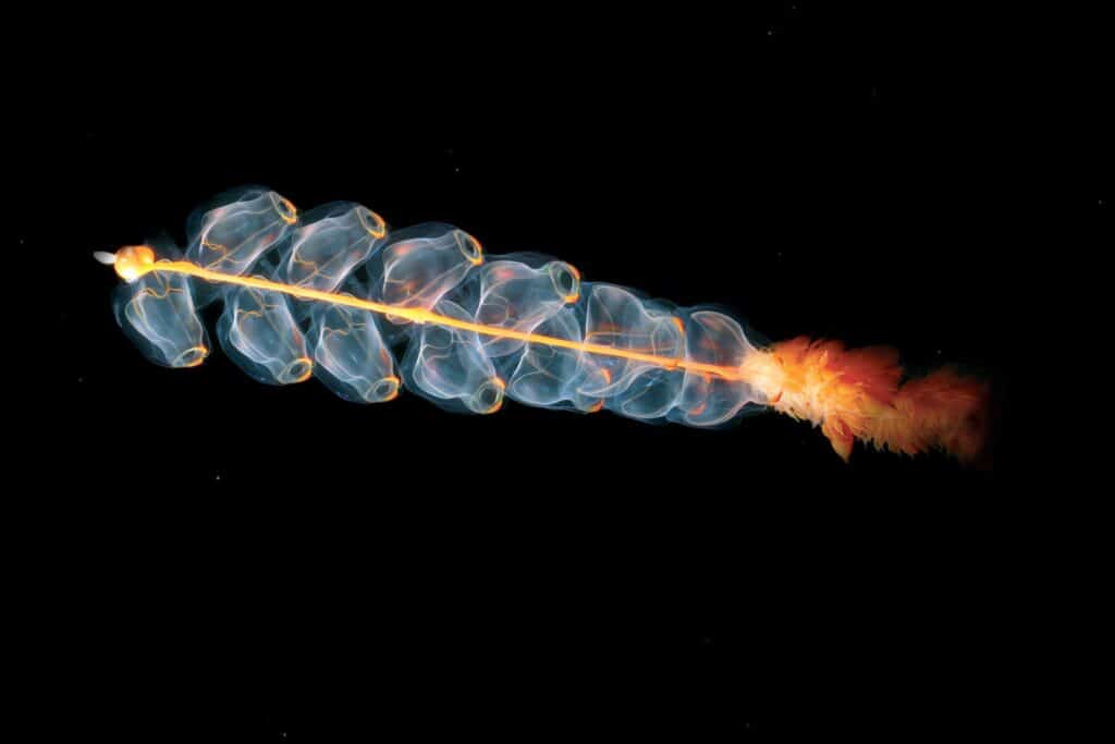 10 rarest and weirdest deep-sea species.