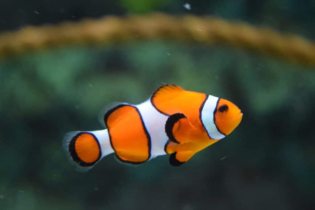 Top 5 unusual fish behaviours and characteristics.