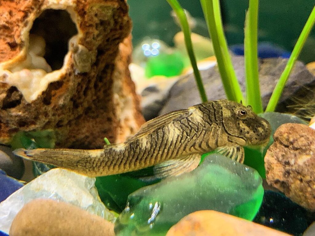 The appearance of a Rubber Lip Pleco.