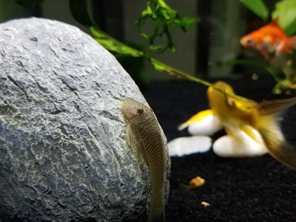 The Rubber Lip Pleco is a scale less wonder.