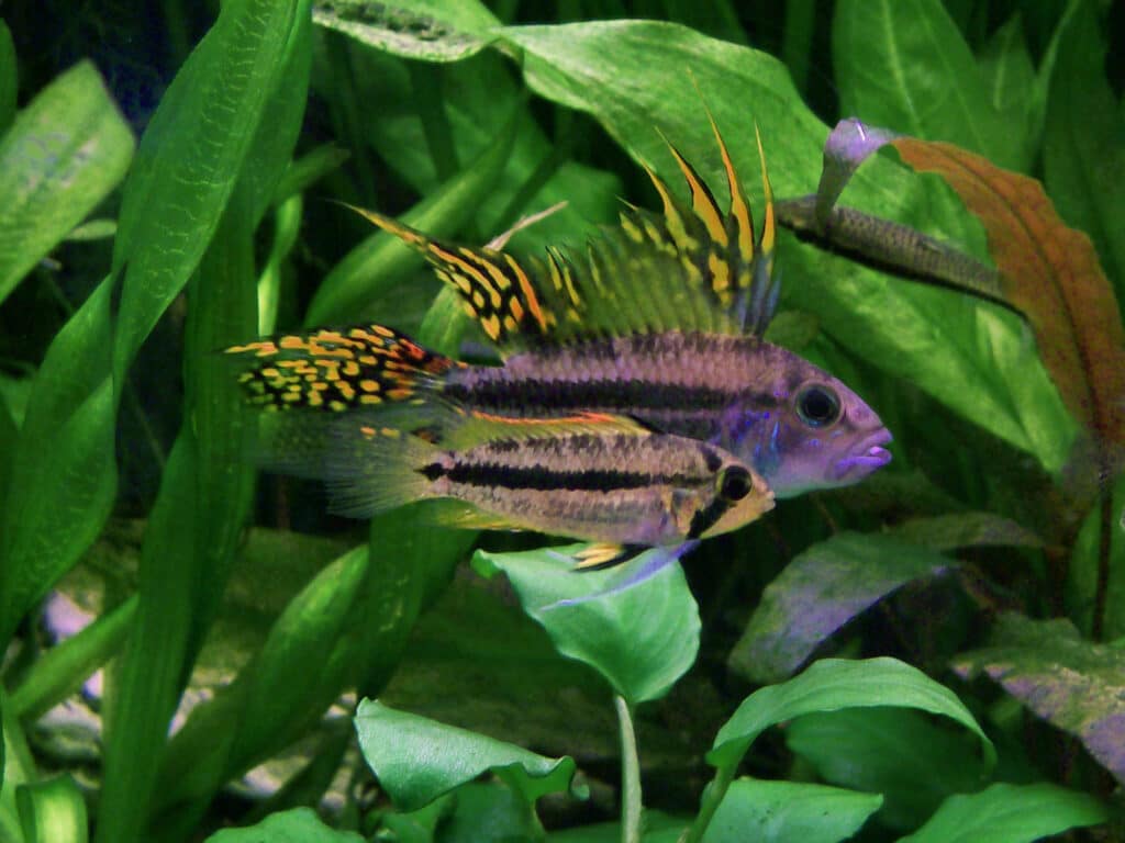 The tank setup is very important for your Apistogramma care guide.