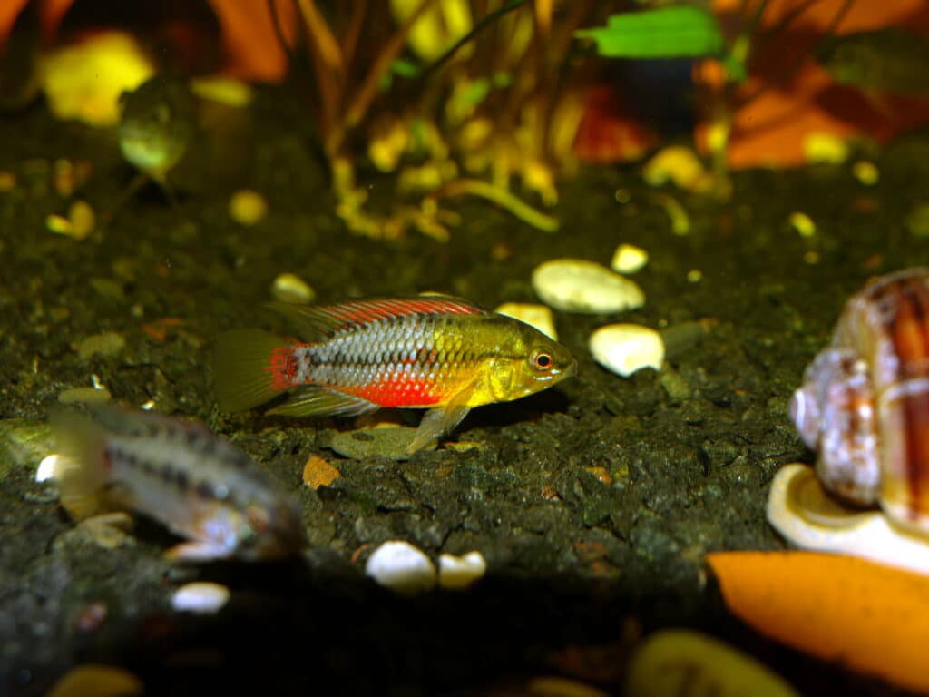 The habitat is important for your Apistogramma care guide.