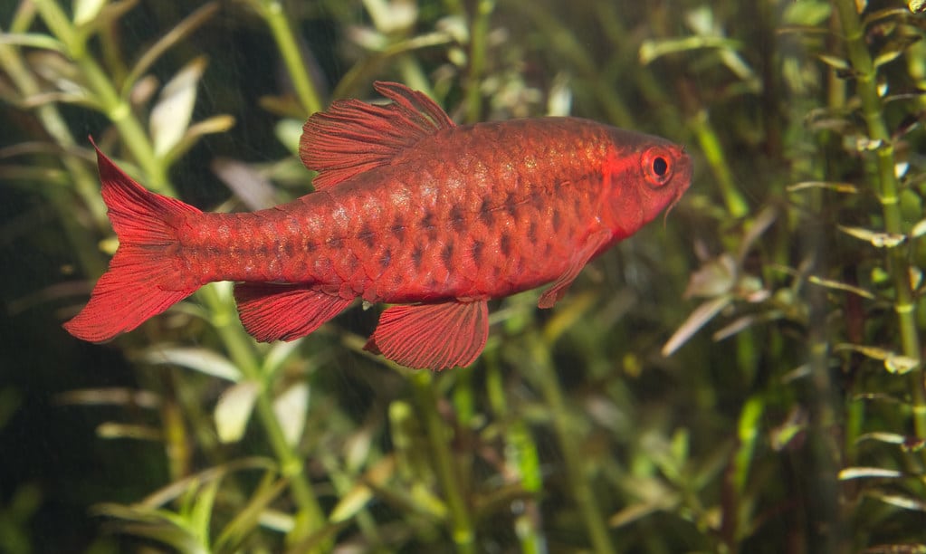 Top 30 coolest fish for your tank or aquarium.