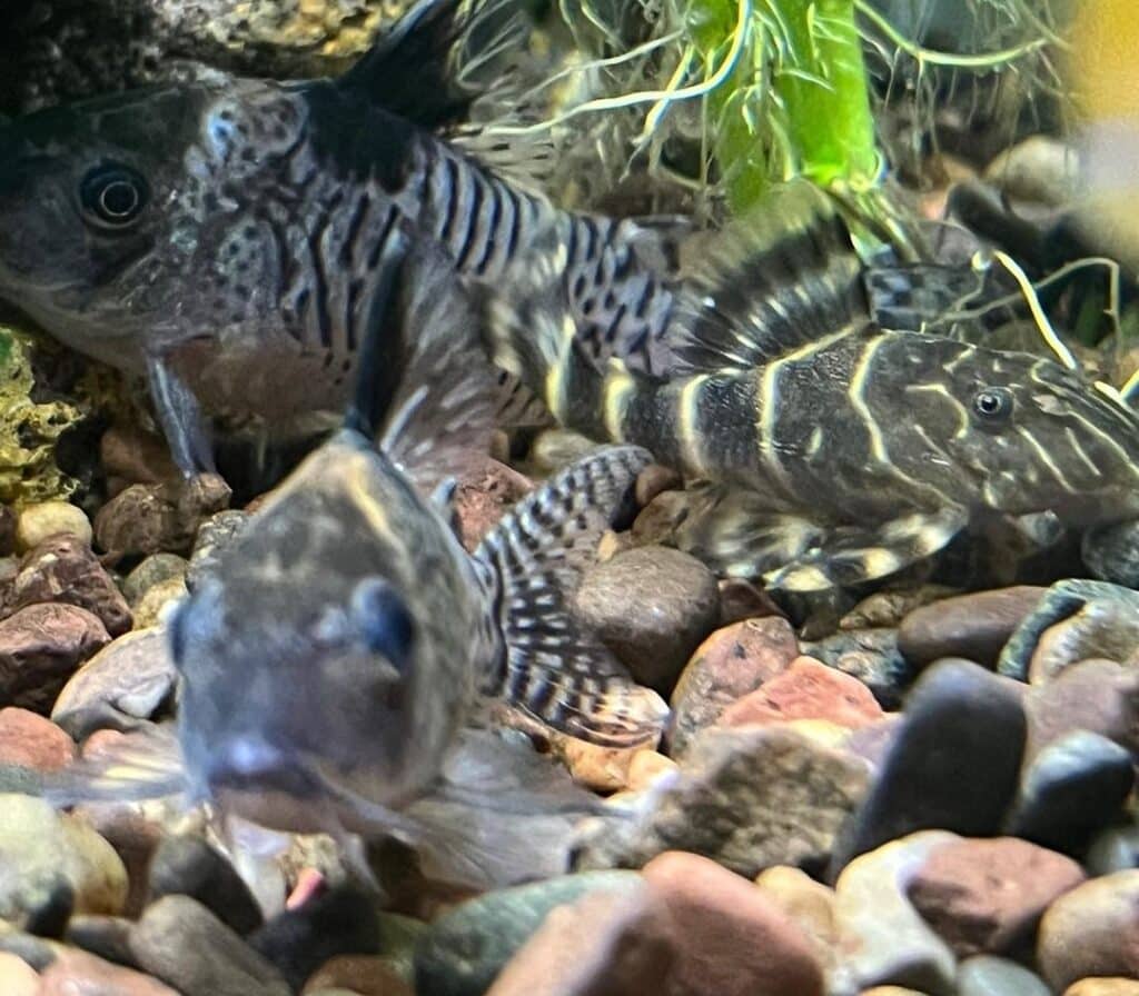 Clown pleco size and appearance.