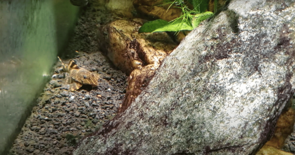 Harmony in your tank with clown plecos.