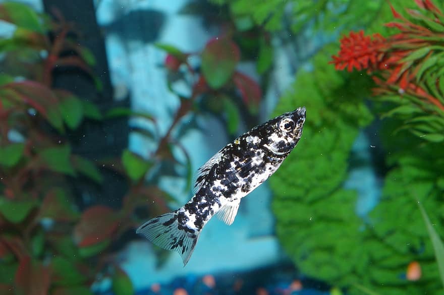 Size and appearance of the Dalmatian Molly.
