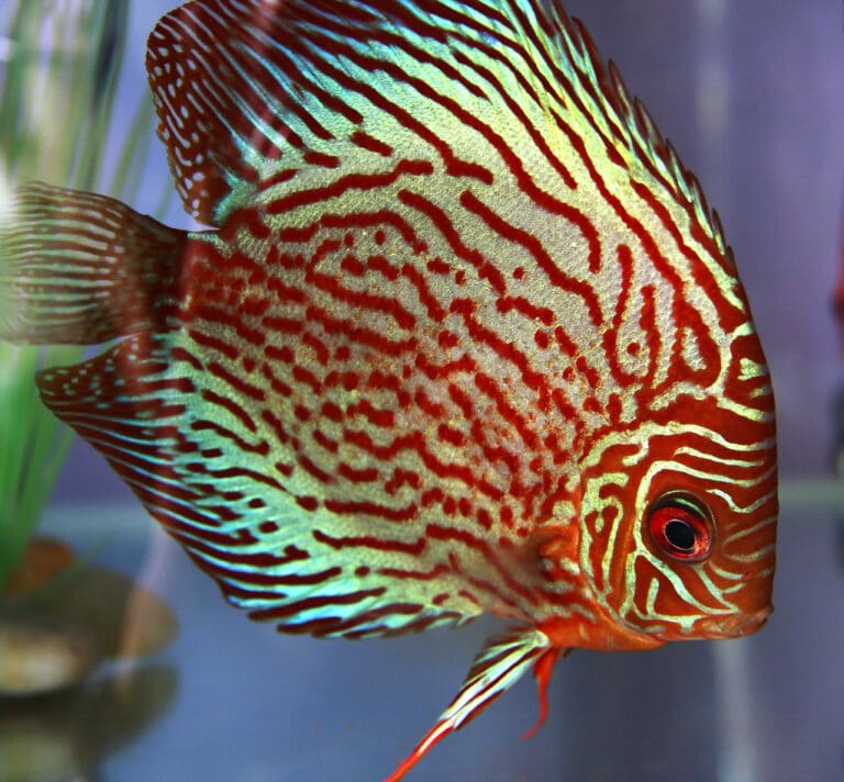 10 STUNNING & COLOURFUL fish species for your tank
