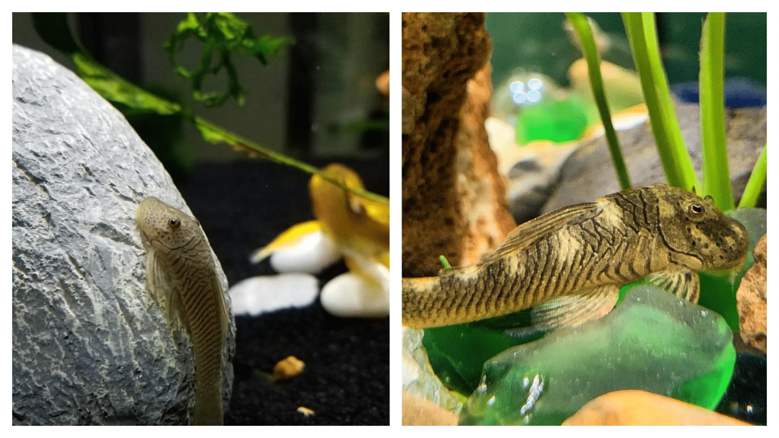 Rubber Lip Pleco CARE GUIDE size, diet, lifespan, & more