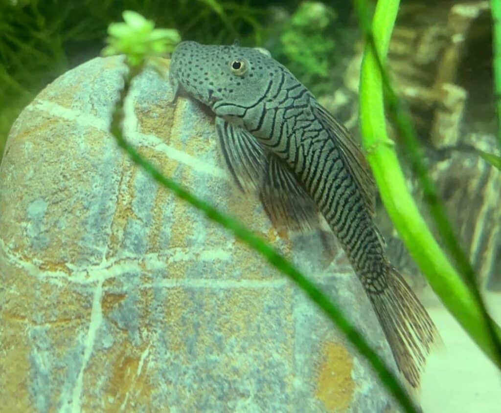 Essential information for your Rubber Lip Pleco care guide.