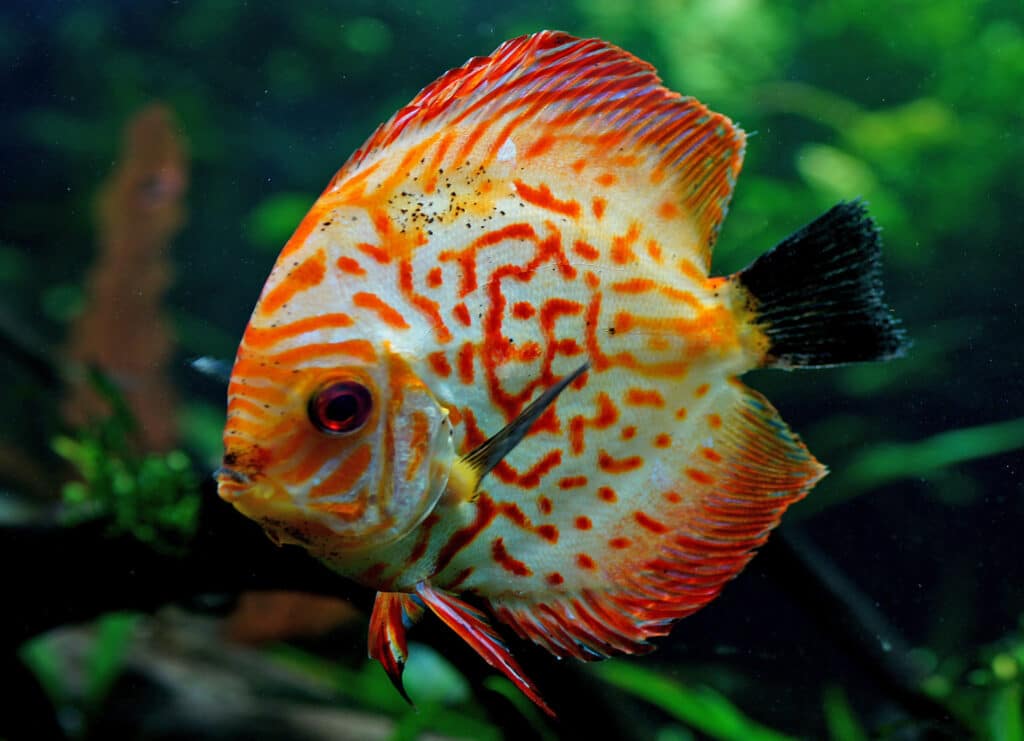 Top 30 coolest fish for your tank or aquarium.