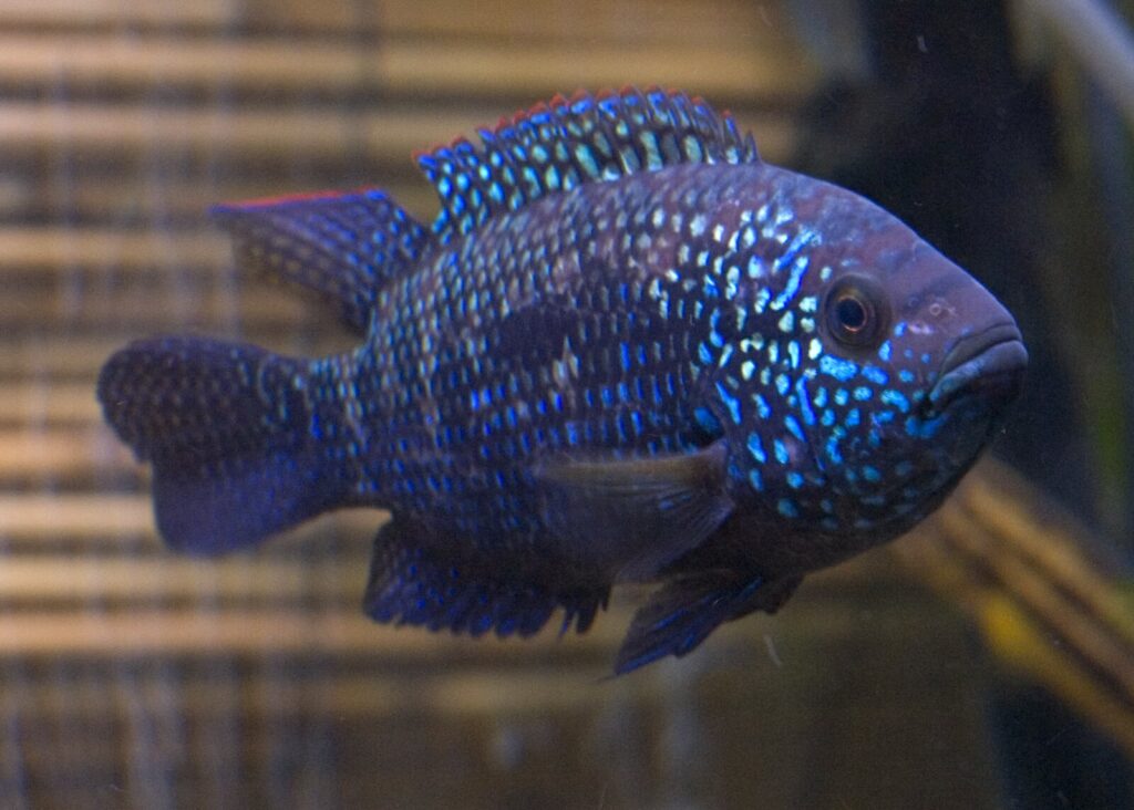 Top 30 coolest fish for your tank or aquarium.