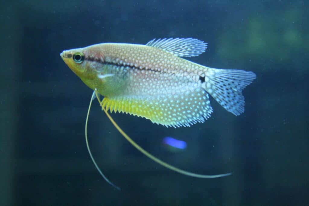 Top 30 coolest fish for your tank or aquarium.