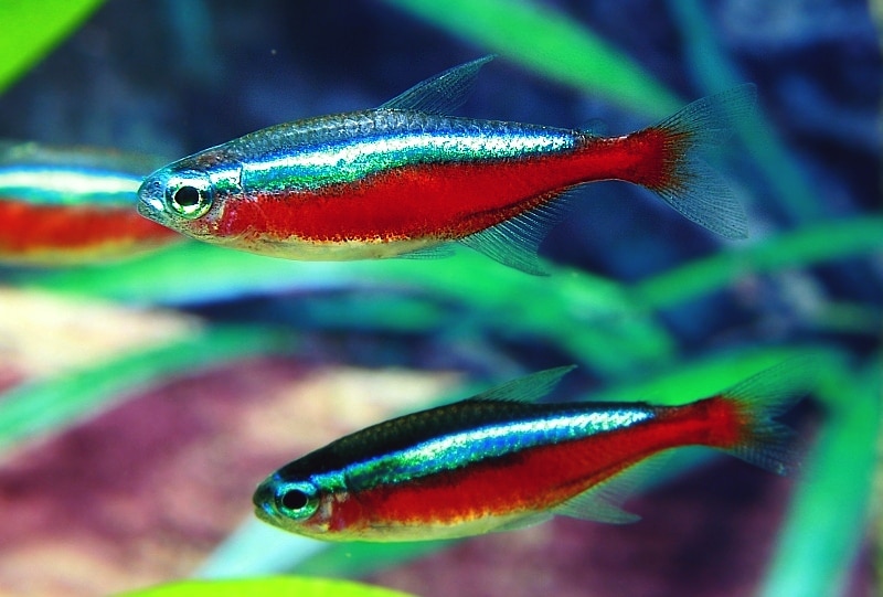 The Cardinal Tetra is easily recognisable.