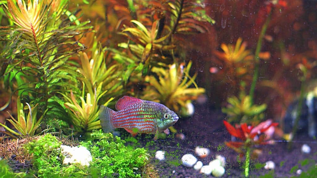 Top 30 coolest fish for your tank or aquarium.