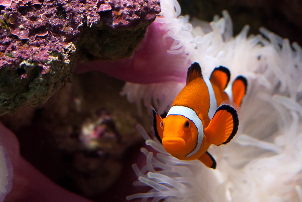 Top 30 coolest fish for your tank or aquarium.