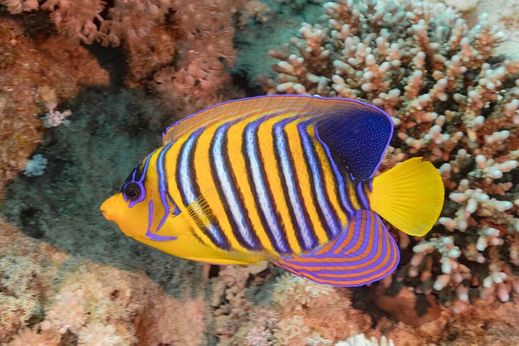 Angelfish are known for their elegant appearance and unique shape.