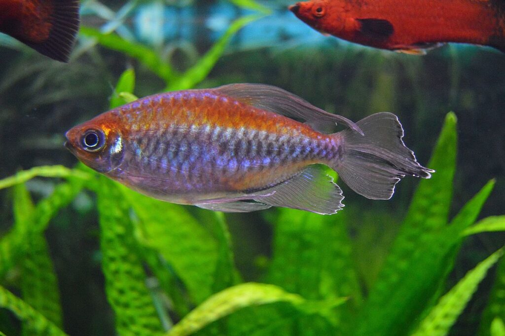 The Congo Tetra has eye-catching iridescent scales.