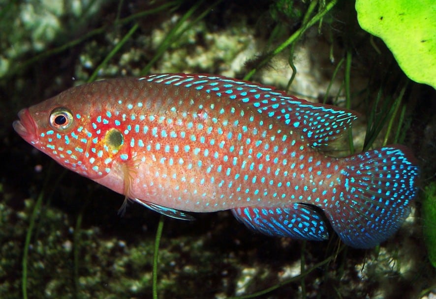 The Jewel Cichlid has striking patterns and colours.
