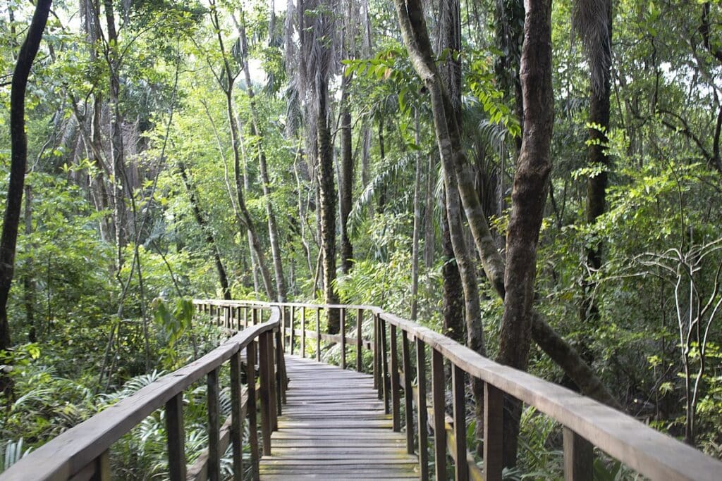 A wooden footbridge through the trees in Lekki Conservation Centre.